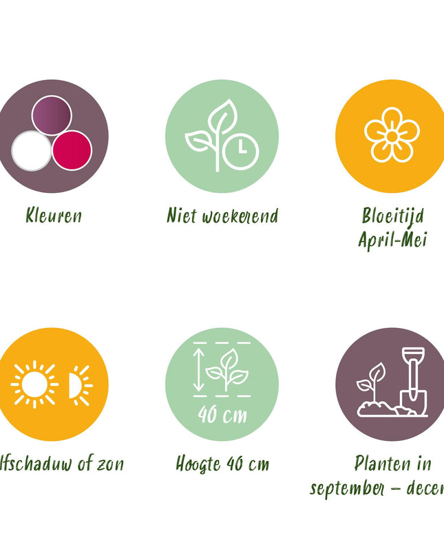 Bloembollen - Tulp Pastel mix - Diversen Kleuren - 12 stuks - Bolmaat 11/12 - XXL Pack