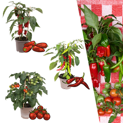 Mezcla de verduras rojas para cosechar de 3 plantas - Tomate cherry - Pimiento snack rojo - Planta de chile rojo picante - Ø 14 cm - ↨ 45 cm