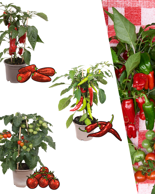 Red Harvest Vegetable Mix of 3 Plants - Cherry Tomato - Red Snack Pepper - Red Hot Pepper Plant - Ø 14 cm - ↨ 45 cm