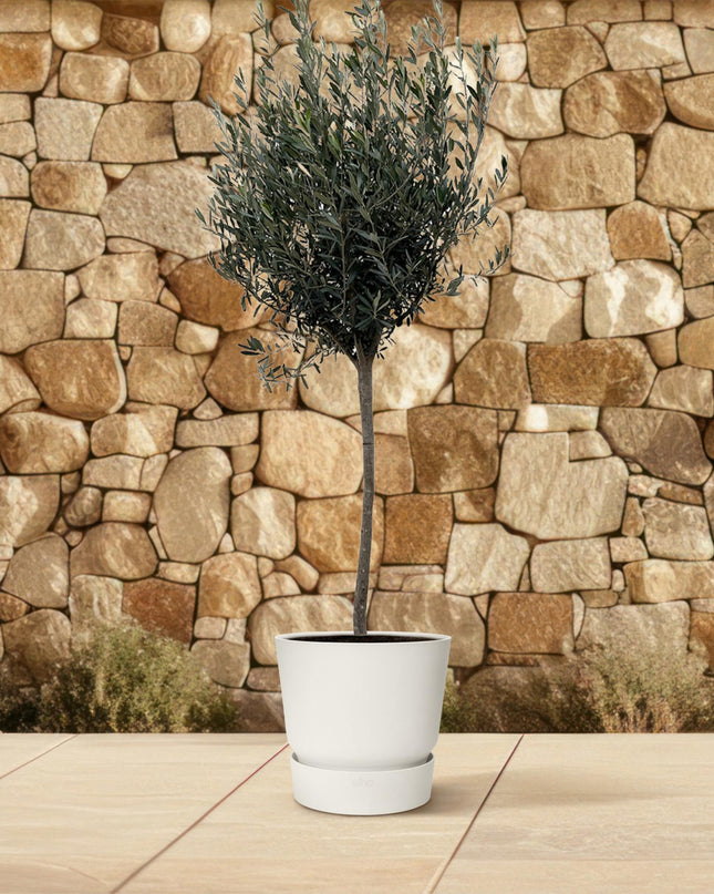 Olea Europaea op stam - 160cm- Ø24