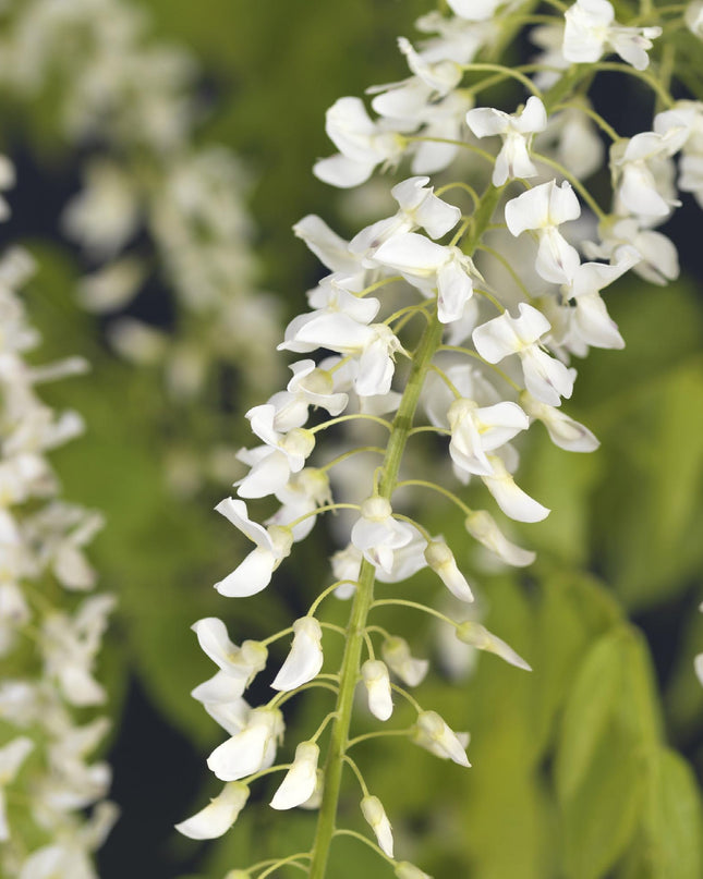 Green boutiQ - Blauwe regen - Wisteria floribunda Alba - Bloem Wit  - 1 plant - Pot 11cm Hoogte 40cm