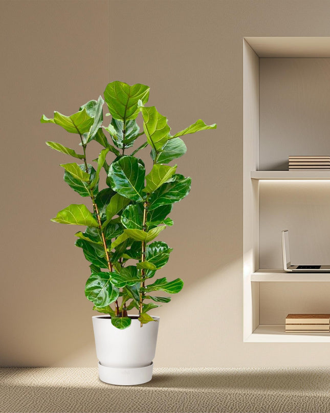 Ficus Lyrata arbusto - 160 cm - Ø27