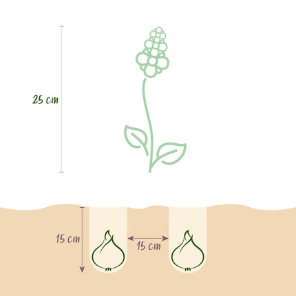 Bloembollen - Hyacinth mix - Diversen Kleuren - 10 stuks - Bolmaat 14/15 - XXL Pack