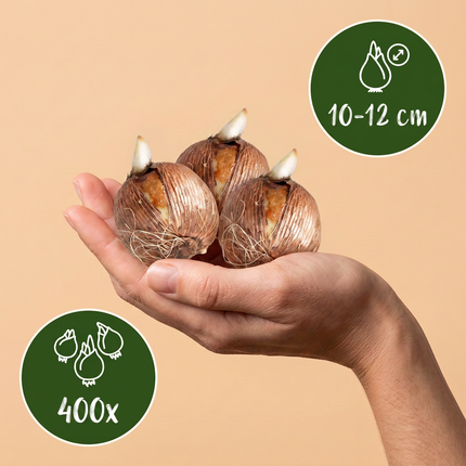 400x Jardin de bulbes - Divers - Floraison estivale - Calibre de bulbe 10/12