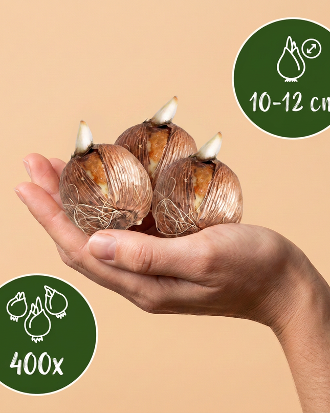 400x Jardín de bulbos - Variados - Floración estival - Calibre del bulbo 10/12