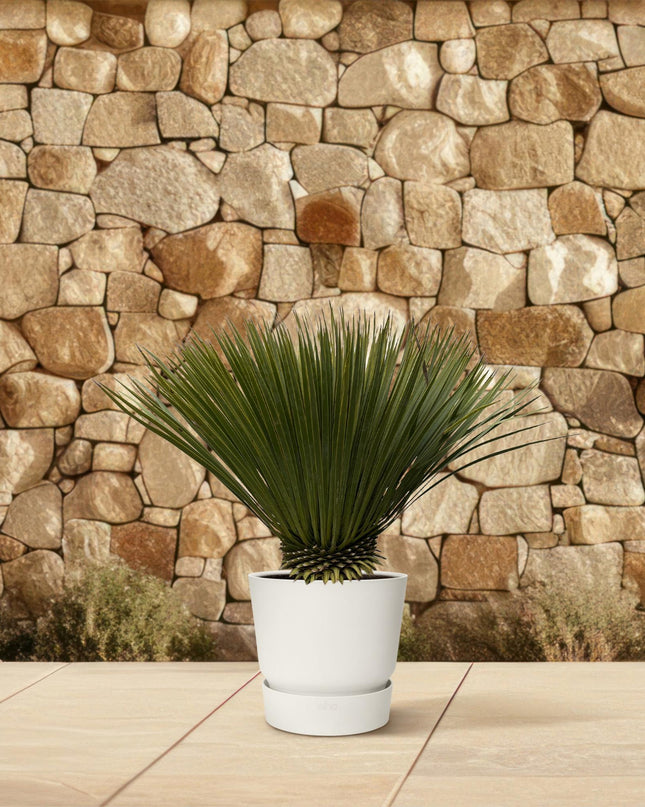 Yucca Rostrata - 70cm- Ø30