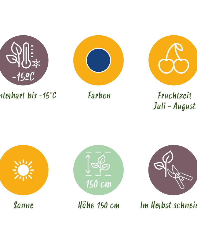 Piante di Mirtillo - 6 Piante - Vaccinium corymbossum Bluegold - Resistente all'Inverno - Vaso 9 cm - Mirtillo