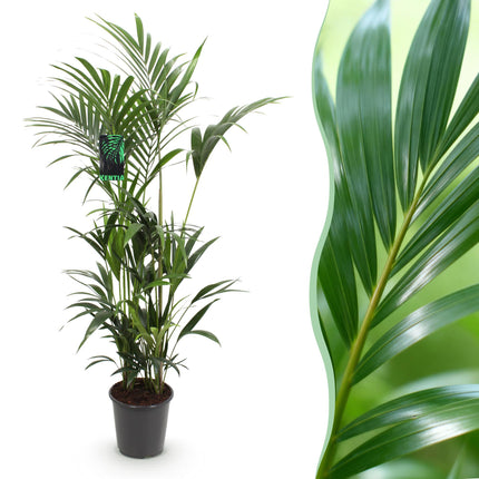 Plante d'intérieur - Howea Forsteriana - Palmier Kentia - Peu d'entretien - Vert - 1 plante - Pot 27 cm - Hauteur 180 cm