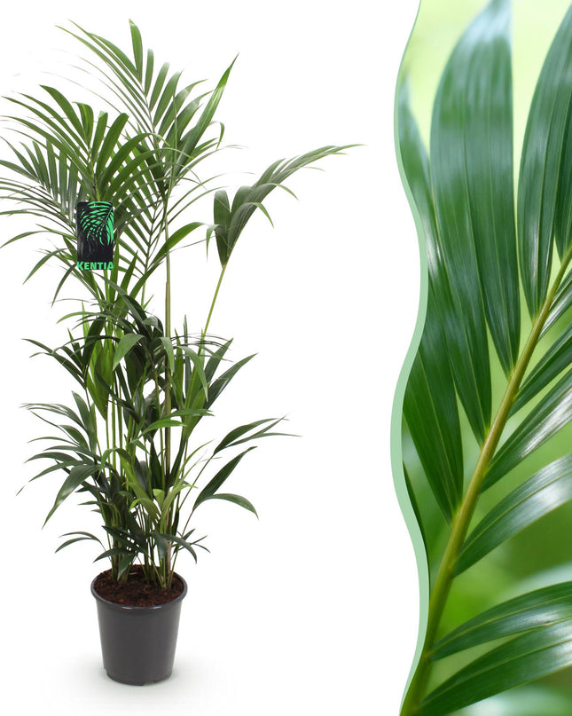 Zimmerpflanze - Howea Forsteriana - Kentia-Palme - Wenig Pflege - Grün - 1 Pflanze - Topf 27 cm - Höhe 180 cm