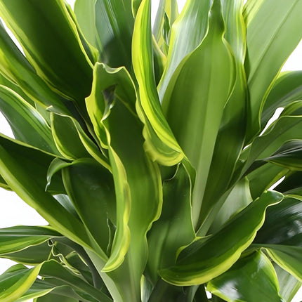 Dracaena fragrans Golden Coast - Drakenbloedboom + cesta - Verde - 1 planta - Maceta 17 cm - Altura 50-55 cm