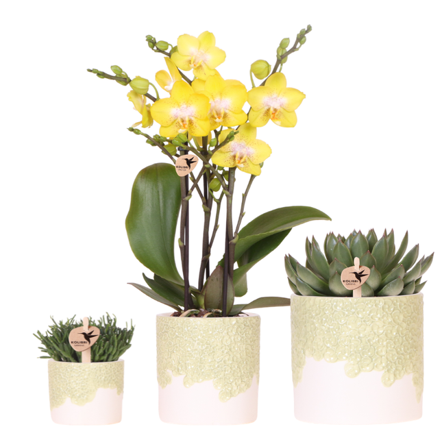 Orchideen-Pflanzset Bloom Green | Gele Albenga Orchidee 9 cm + grüne Pflanzen inkl. Ziergefäße