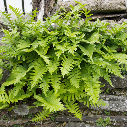 24x Polypodium vulgare - ↕10-25cm - Ø9cm