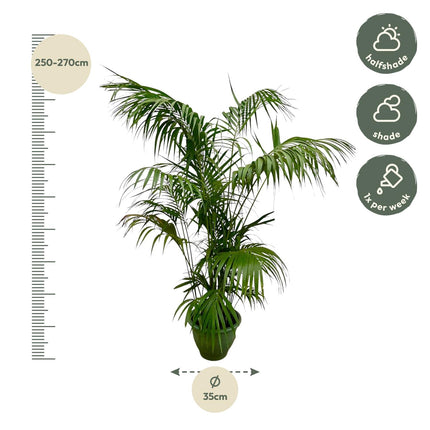 Kentia-Palme XXL - 260 cm - ø32-40 cm