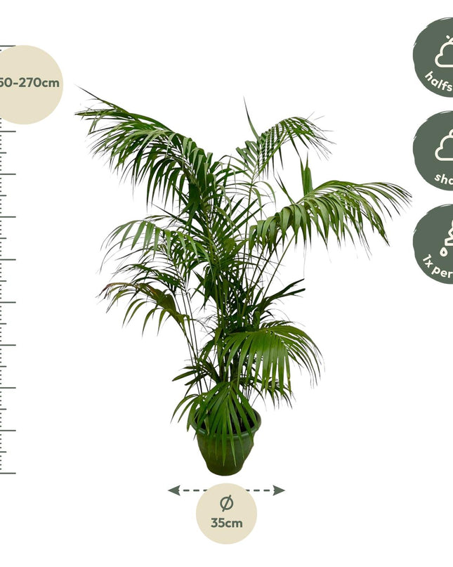 Kentia-Palme XXL - 260 cm - ø32-40 cm