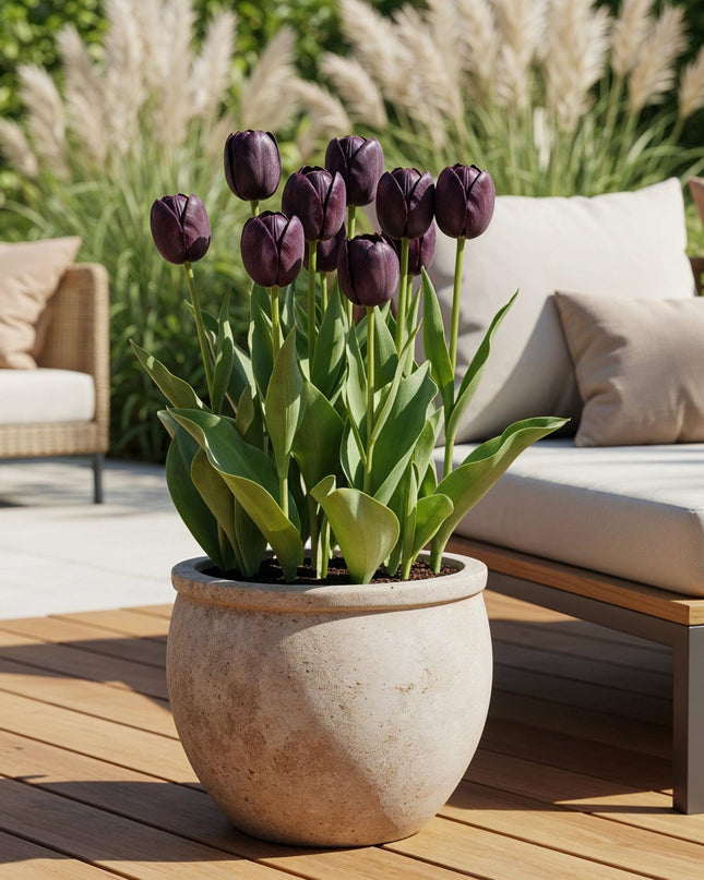 Bloembollen - Tulp Triumph Black - Kleur Donker Paars - 12 stuks - Bolmaat 11/12 - XXL Pack