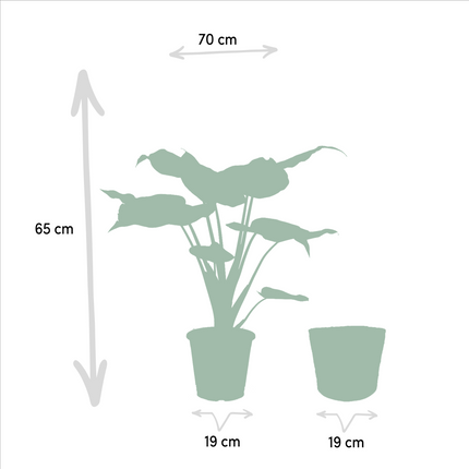 Alocasia Cucullata - Ø19cm - ↕60cm + Alocasia Lauterbachiana - Ø19cm - ↕75cm + Mand Selin - 2 planten