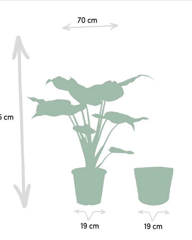 Alocasia Cucullata - Ø19cm - ↕60cm + Alocasia Lauterbachiana - Ø19cm - ↕75cm + Mand Selin - 2 planten
