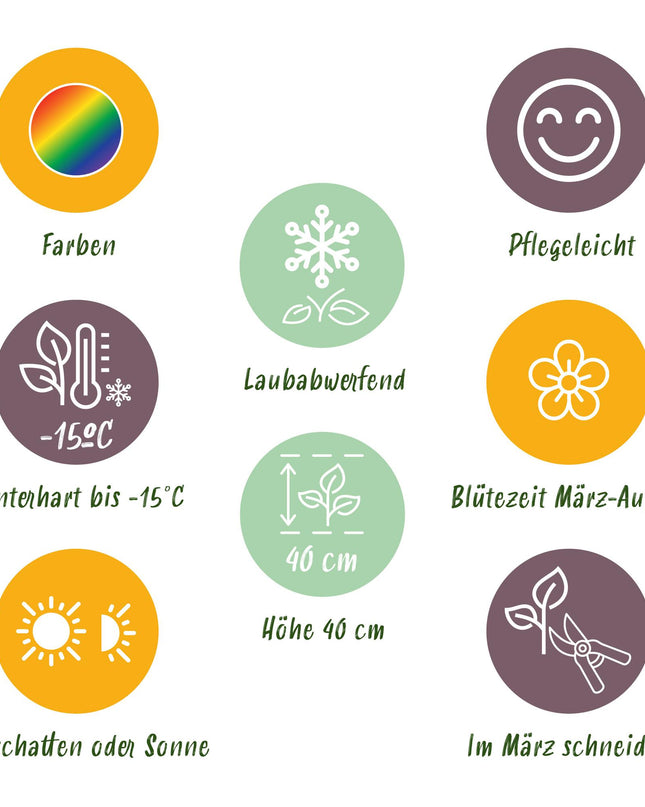 Borderpakket - Bodembedekkend - 24 Vaste planten - 3 m2 - Diversen kleuren - Weinig Onderhoud - Pot 11cm