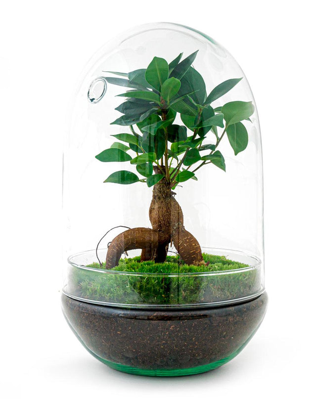 DIY terrarium - Egg XL Bonsai - ↕ 30 cm