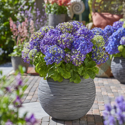 Hortensia Paars - Hydrangea Endles Summer Summer Love Purple - 8 Planten - Pot 14cm - Hoogte 20-25cm