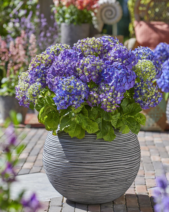 Hortensia Paars - Hydrangea Endles Summer Summer Love Purple - 8 Planten - Pot 14cm - Hoogte 20-25cm