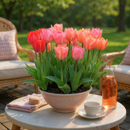 Bloembollen - Tulp Pink en Red - Kleur Roze en Rood - 40 stuks - Bolmaat 10/12