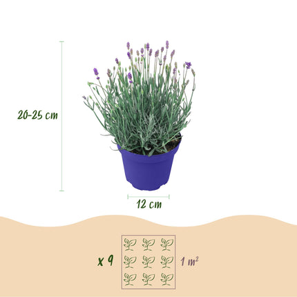 Lavande - 9 plantes - Lavandula angustifolia Hidcote - Rustique - Violet - Pot 12cm - Hauteur 15-25cm