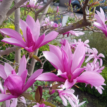 Magnolia Susan – Terrassenpflanze – sommergrün – winterhart – rosa Blüte – Topf 19cm Höhe 90cm
