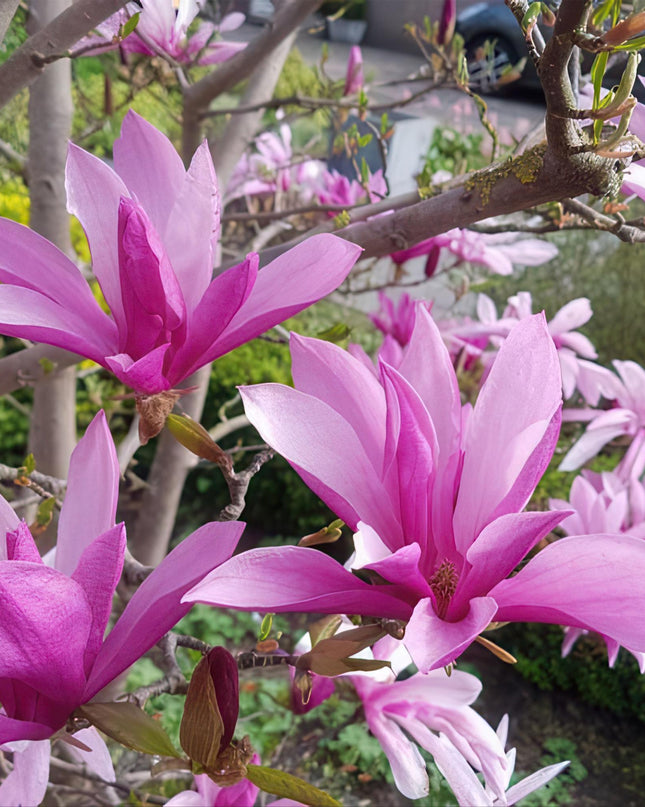 Magnolia Susan – Terrassenpflanze – sommergrün – winterhart – rosa Blüte – Topf 19cm Höhe 90cm
