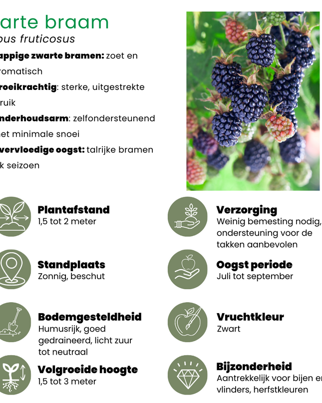 Mix di piante da frutto BIO 3 pezzi - Lampone/ Mirtillo/ Mora