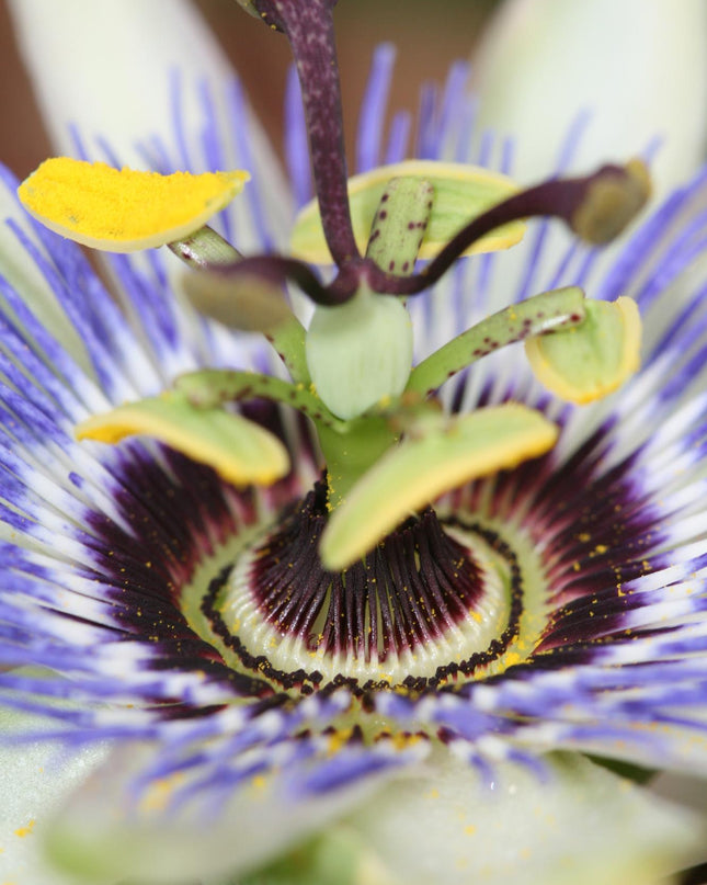Passiflora Blauw caerulea - Ø15cm - ↕65cm