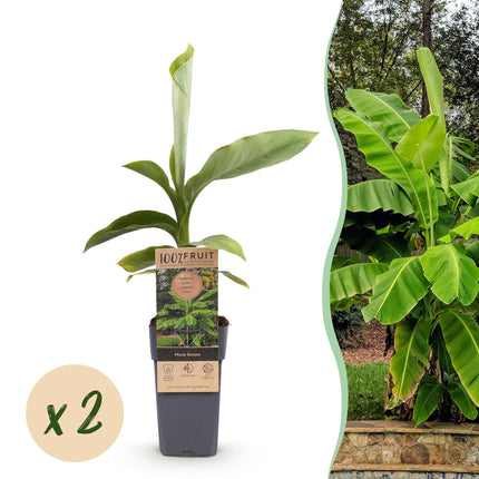 Árbol de plátano - Musa Basjoo - Resistente al invierno - Verde - 2 plantas - Maceta 15cm - Altura 50cm