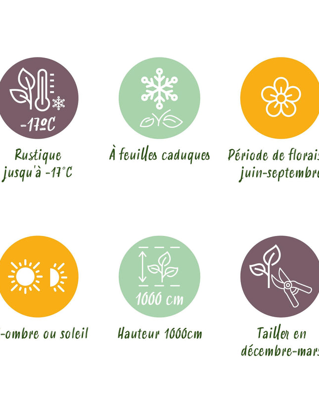 Klimroos Rosa Salmon Queen - 2 planten - Bloem Licht roze - Weinig onderhoud - Pot 11cm Hoogte 40cm