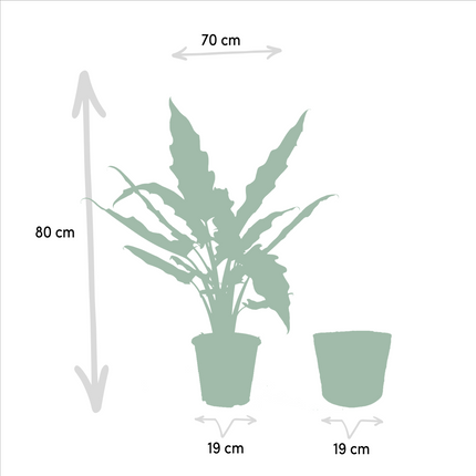 Alocasia Cucullata - Ø19cm - ↕60cm + Alocasia Lauterbachiana - Ø19cm - ↕75cm + Mand Selin - 2 planten