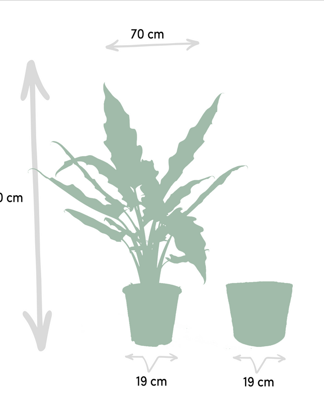Alocasia Cucullata - Ø19cm - ↕60cm + Alocasia Lauterbachiana - Ø19cm - ↕75cm + Mand Selin - 2 planten