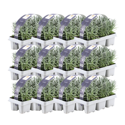 12 x 6er Set Lavendel angustifolia - 72 x Ø7 cm - ↕15 cm