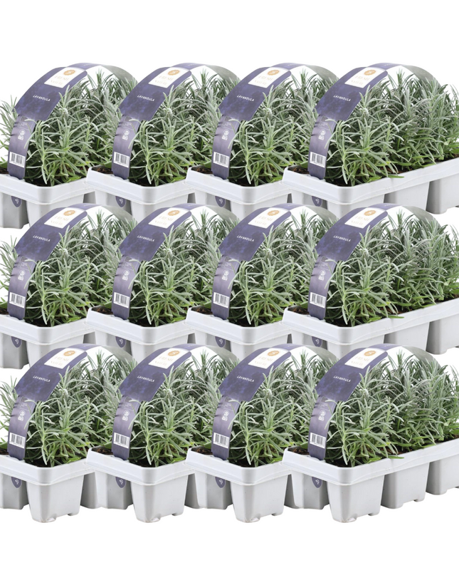 12 x 6er Set Lavendel angustifolia - 72 x Ø7 cm - ↕15 cm