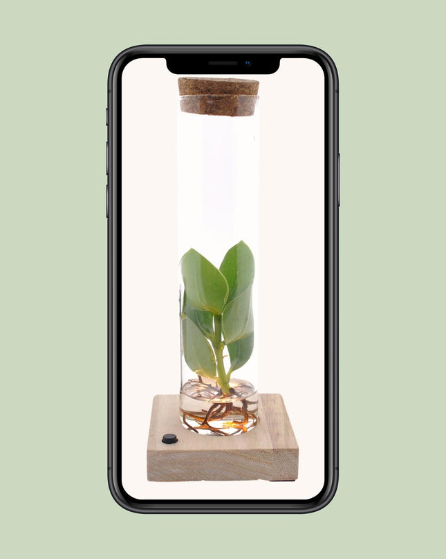 Clusia In Tube Glas + LED - Ø5cm - ↕10cm