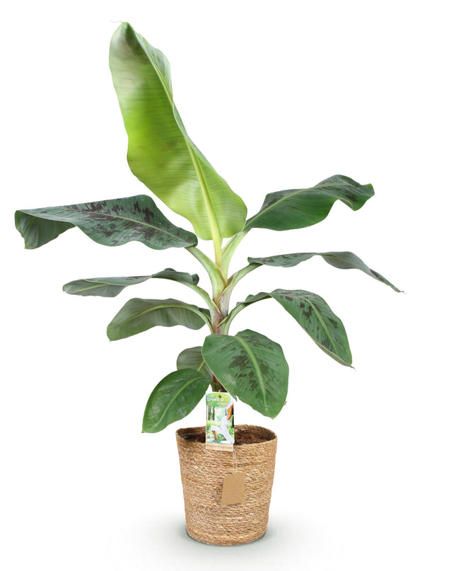 Bananenplant - Musa acuminata Dwarf Cavendisch + mand - Groen - 1 Plant - Pot 21cm - Hoogte 70-75cm