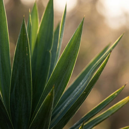 Yucca Elephantipes con cesta di erba marina naturale - 90cm - Ø21