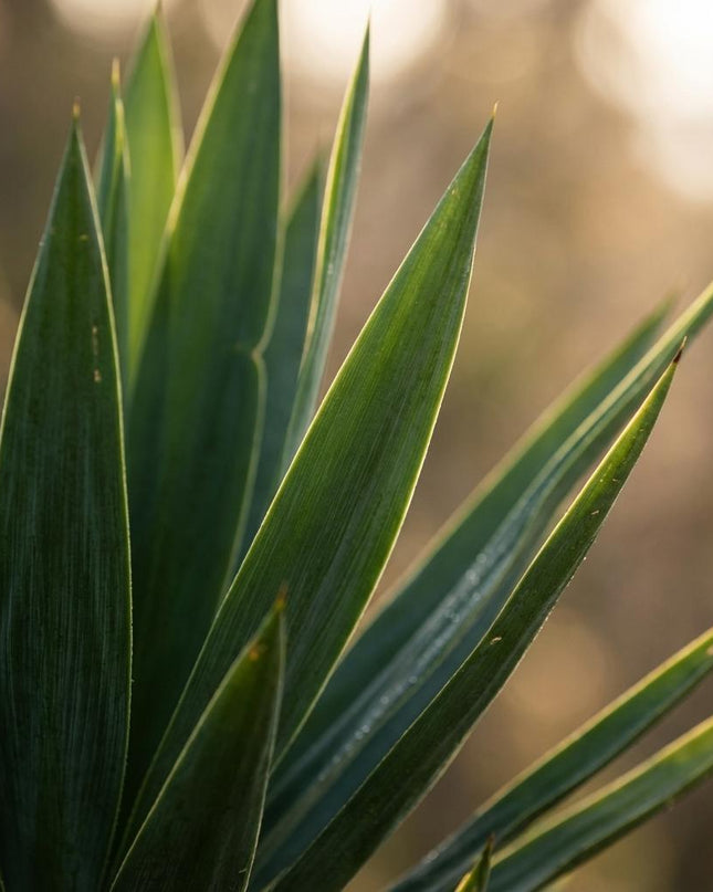 Yucca Elephantipes con cesta di erba marina naturale - 90cm - Ø21