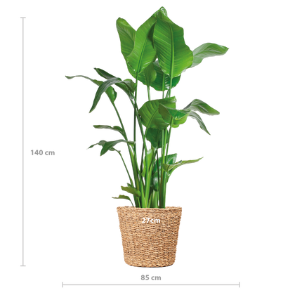 Strelitzia Nicolai XL met Torun mand - 140cm - Ø27