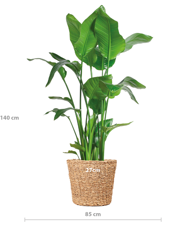 Strelitzia Nicolai XL met Torun mand - 140cm - Ø27