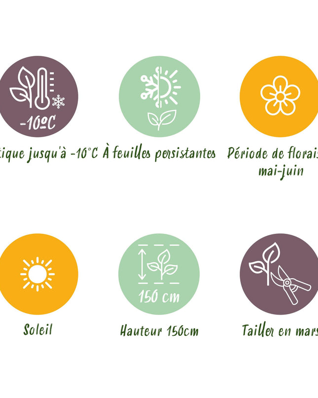 Ceanothus impressus Victoria - Sempreverde - Resistente al freddo - Fiore viola - Vaso 19 cm Altezza 90 cm