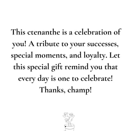 Ctenanthe Burle Marxii Gift "The Jubilee" met wenskaart - Ø12cm - ↕25cm