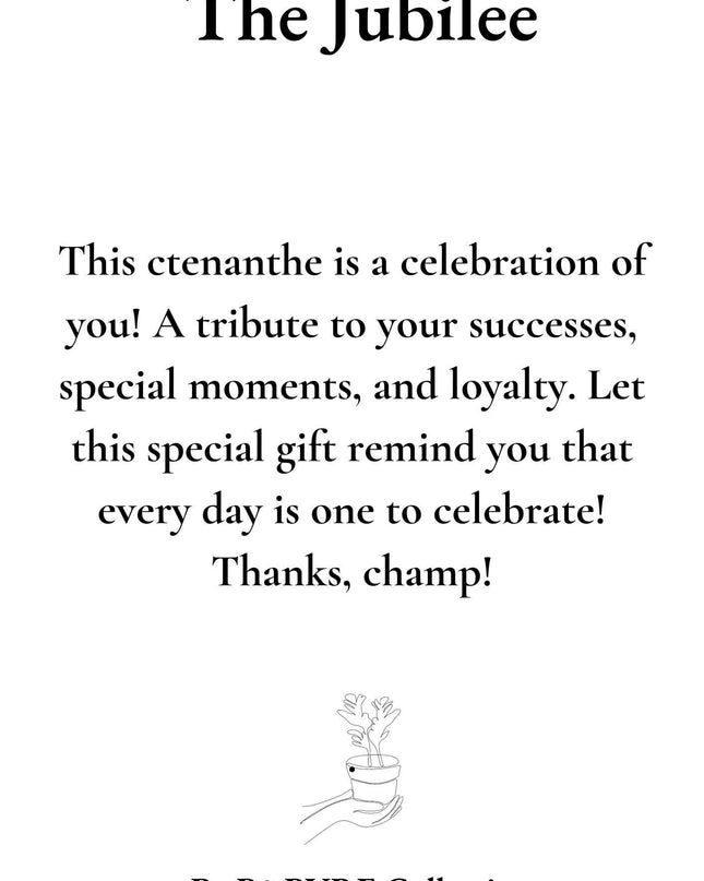 Ctenanthe Burle Marxii Gift "The Jubilee" met wenskaart - Ø12cm - ↕25cm