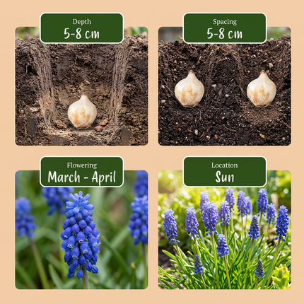 200x Muscari Armeniacum – Armenische Traubenhyazinthe – Blau – Verwilderungszwiebel – Zwiebelgröße 7/8
