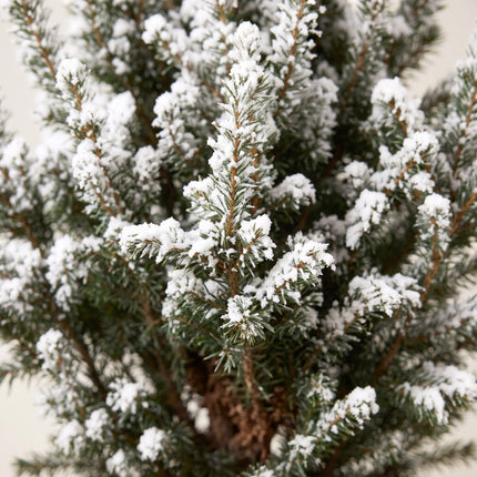 4x Kerstboom Picea glauca Conica - Kegelspar - Ø17cm - ↕65cm