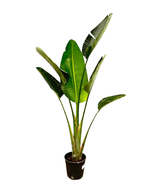 Strelitzia Augusta - 180cm - ⌀30