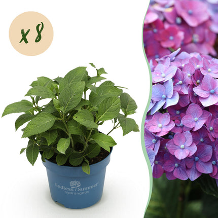 Hortensia Paars - Hydrangea Endles Summer Summer Love Purple - 8 Planten - Pot 14cm - Hoogte 20-25cm